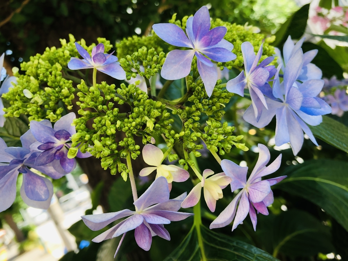 f:id:hapimi:20210525214126j:plain