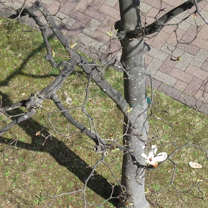 f:id:hapo_mina:20210316165403j:plain