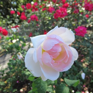 f:id:hapo_mina:20211021155240j:plain