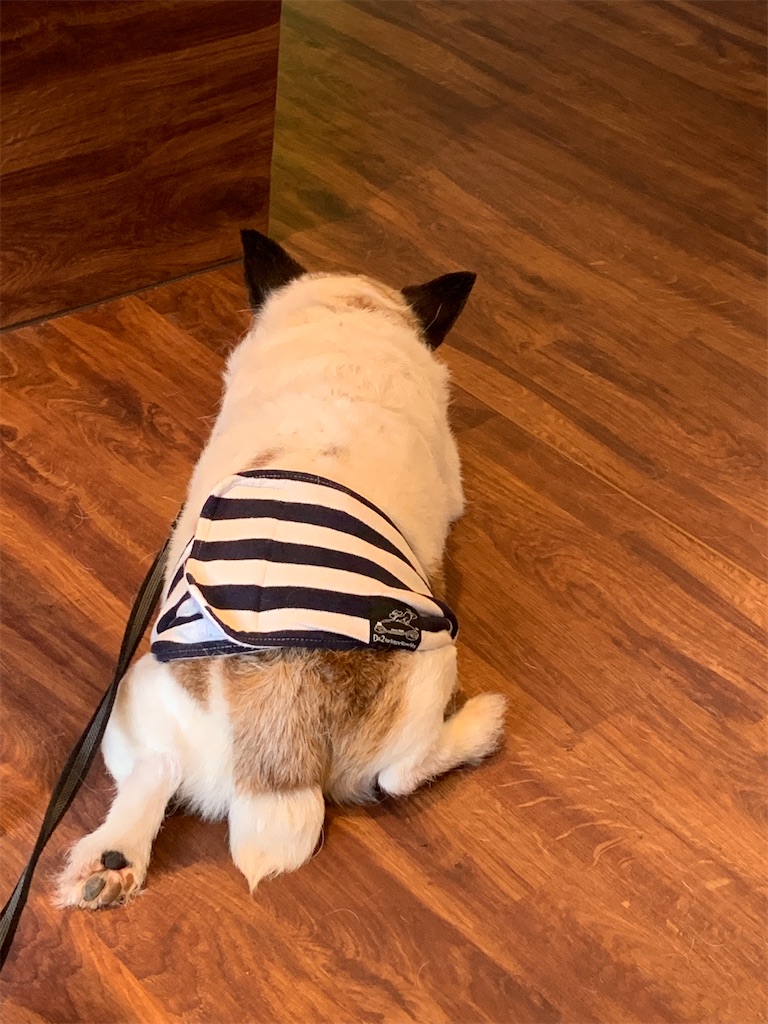 f:id:happa-biyori:20230624143852j:image f:id:happa-biyori:20230624143852j:image