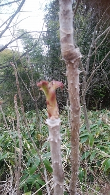 手の届かない高さのタラの芽採取の方法とマナー 八方趣味人 手の届かない高さのタラの芽採取の方法とマナー 八方趣味人