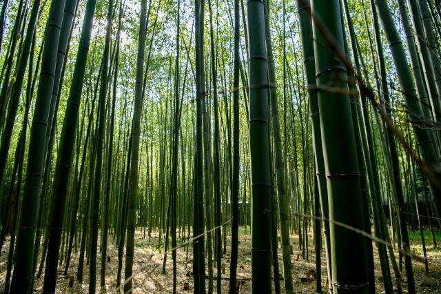 タケノコ狩り‐根曲がり竹(姫竹)の採取時期と採れる場所 - 八方趣味人