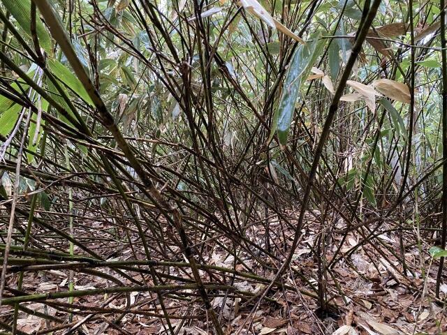 タケノコ狩り‐根曲がり竹(姫竹)の採取時期と採れる場所 - 八方趣味人