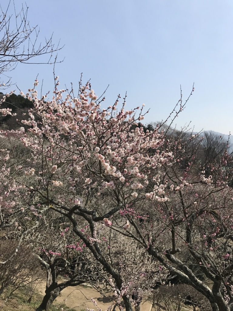 f:id:happoyame:20180324120211j:plain