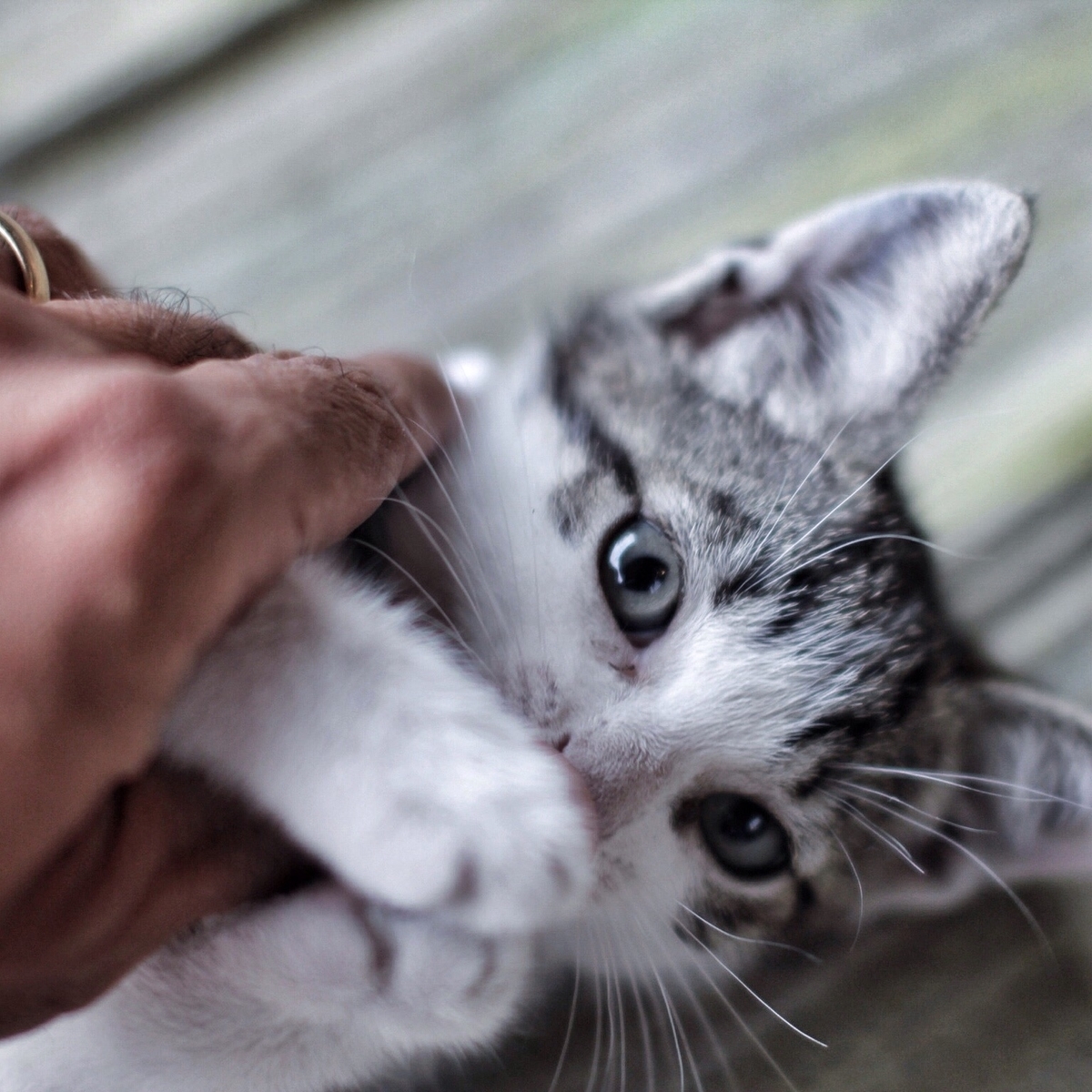 f:id:happy-alpaca:20201120155818j:plain