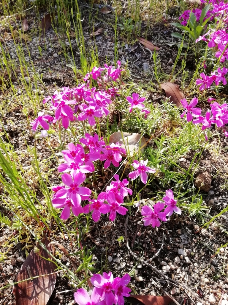 nova lite 2の写真