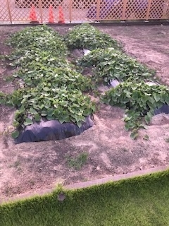 f:id:happy-net:20200825204700j:plain f:id:happy-net:20200825204700j:plain