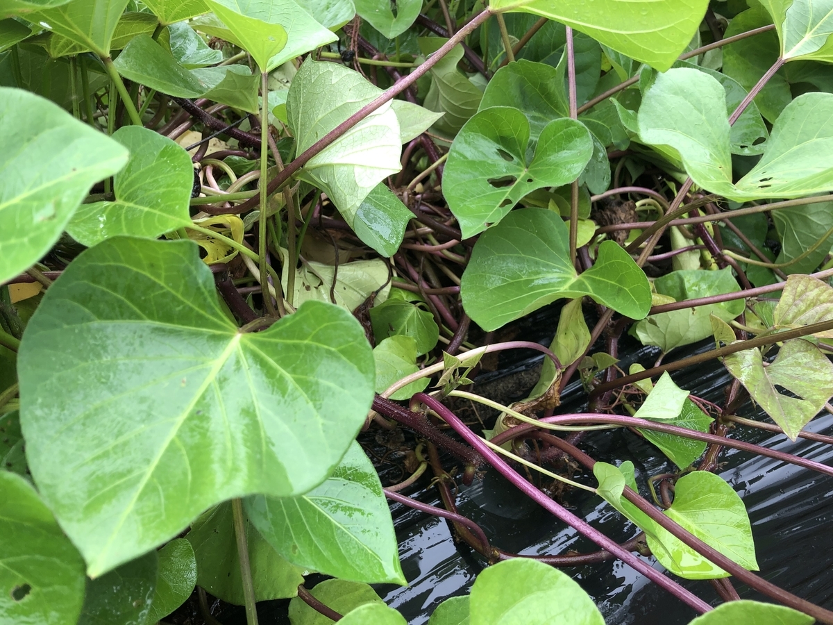 f:id:happy-net:20201012084414j:plain