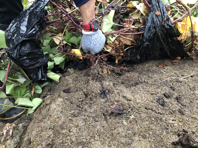 f:id:happy-net:20201103160003j:plain f:id:happy-net:20201103160003j:plain