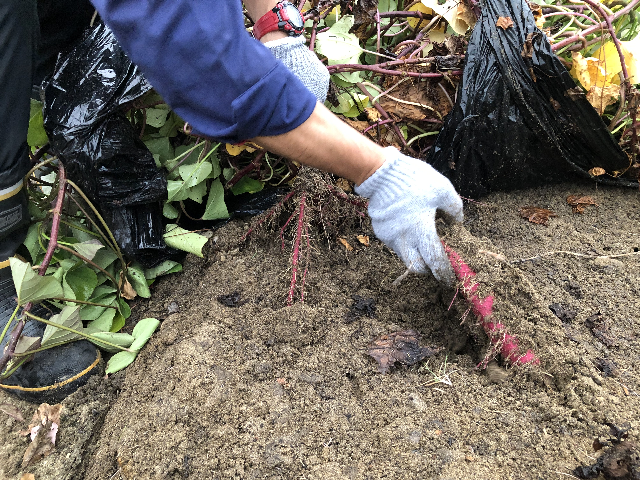 f:id:happy-net:20201103160024j:plain f:id:happy-net:20201103160024j:plain