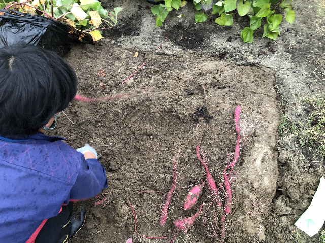 f:id:happy-net:20201103160055j:plain f:id:happy-net:20201103160055j:plain