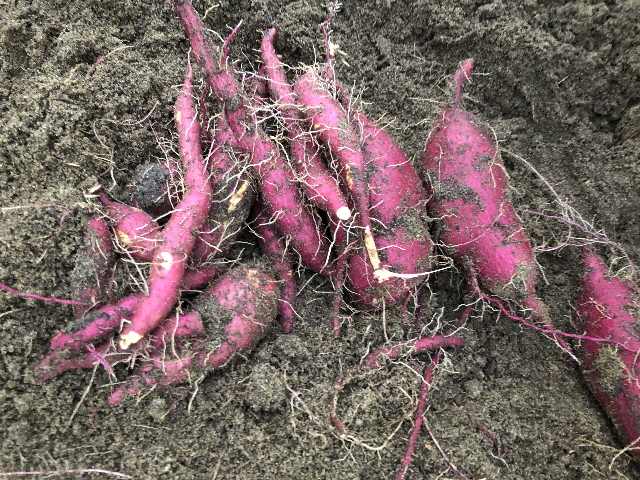 f:id:happy-net:20201103160112j:plain f:id:happy-net:20201103160112j:plain