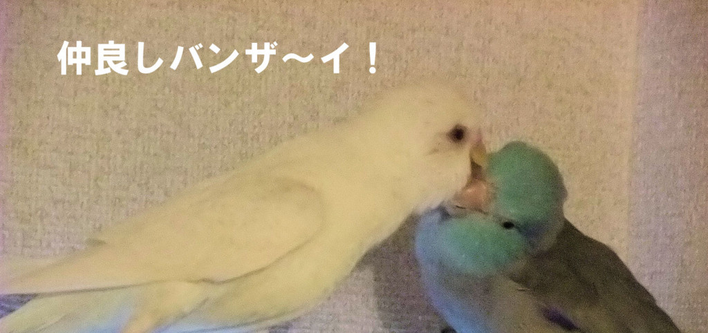 f:id:happy-ok3:20160709172604j:plain