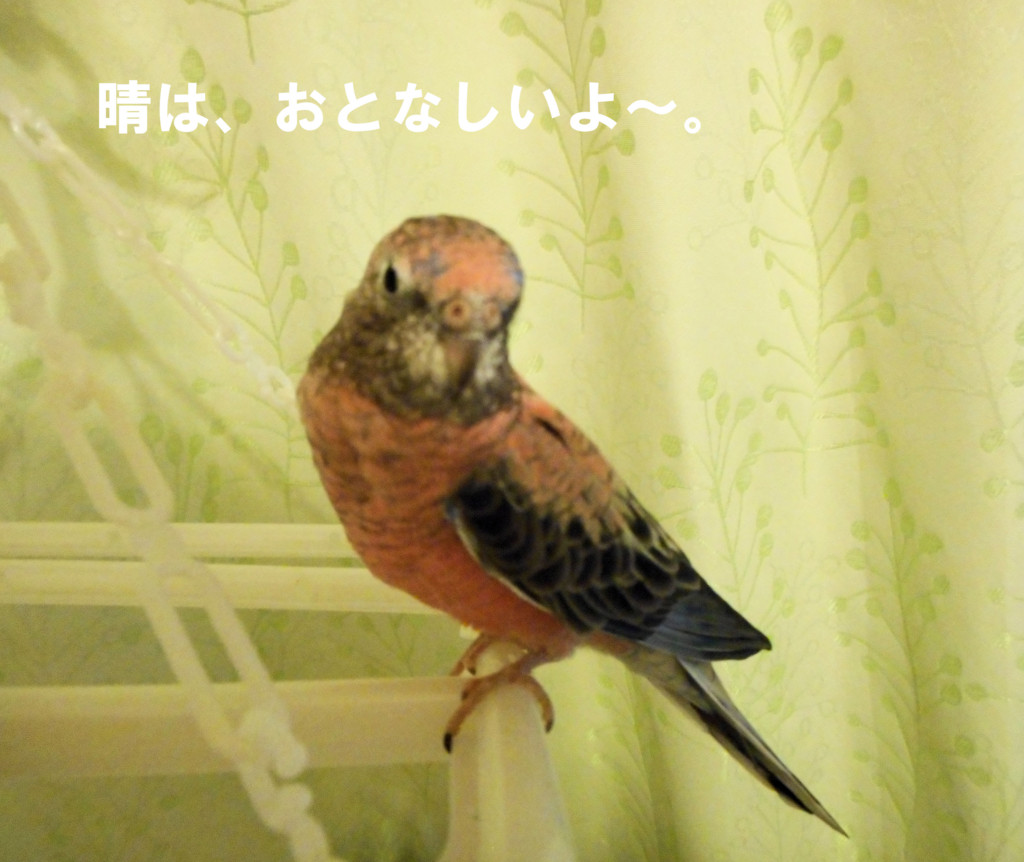 f:id:happy-ok3:20160802175835j:plain