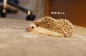 20170202191455