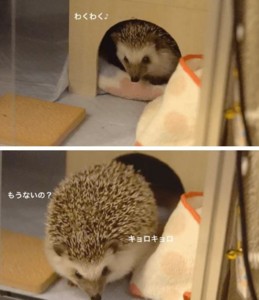 f:id:happy-ok3:20170401200749j:image:w360 f:id:happy-ok3:20170401200749j:image:w360