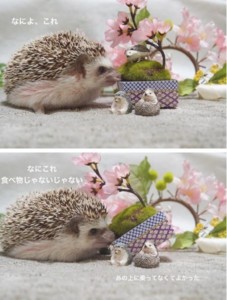 f:id:happy-ok3:20170409143727j:image:w360