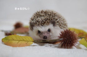 f:id:happy-ok3:20170820222736j:image:w360 f:id:happy-ok3:20170820222736j:image:w360