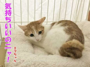 f:id:happy-ok3:20171010003930j:image:w360