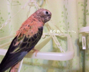 f:id:happy-ok3:20171111002916j:image:w360 f:id:happy-ok3:20171111002916j:image:w360