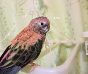 f:id:happy-ok3:20171227012827j:image:w360