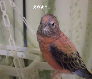 f:id:happy-ok3:20180110011536j:image:w360 f:id:happy-ok3:20180110011536j:image:w360