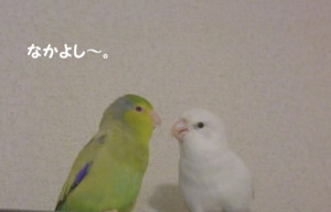 f:id:happy-ok3:20180120003556j:image:w360