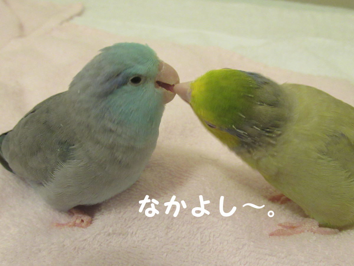 f:id:happy-ok3:20210522044854j:plain