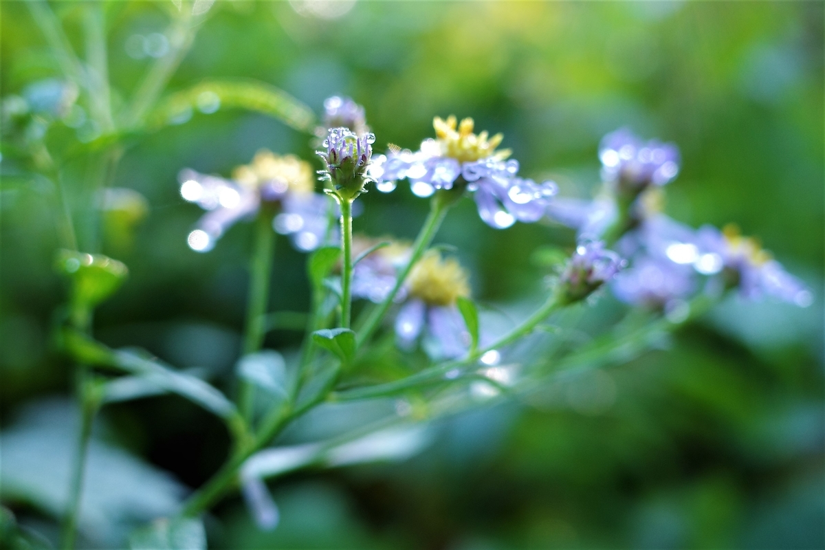 f:id:happy-ruw:20200912202900j:plain