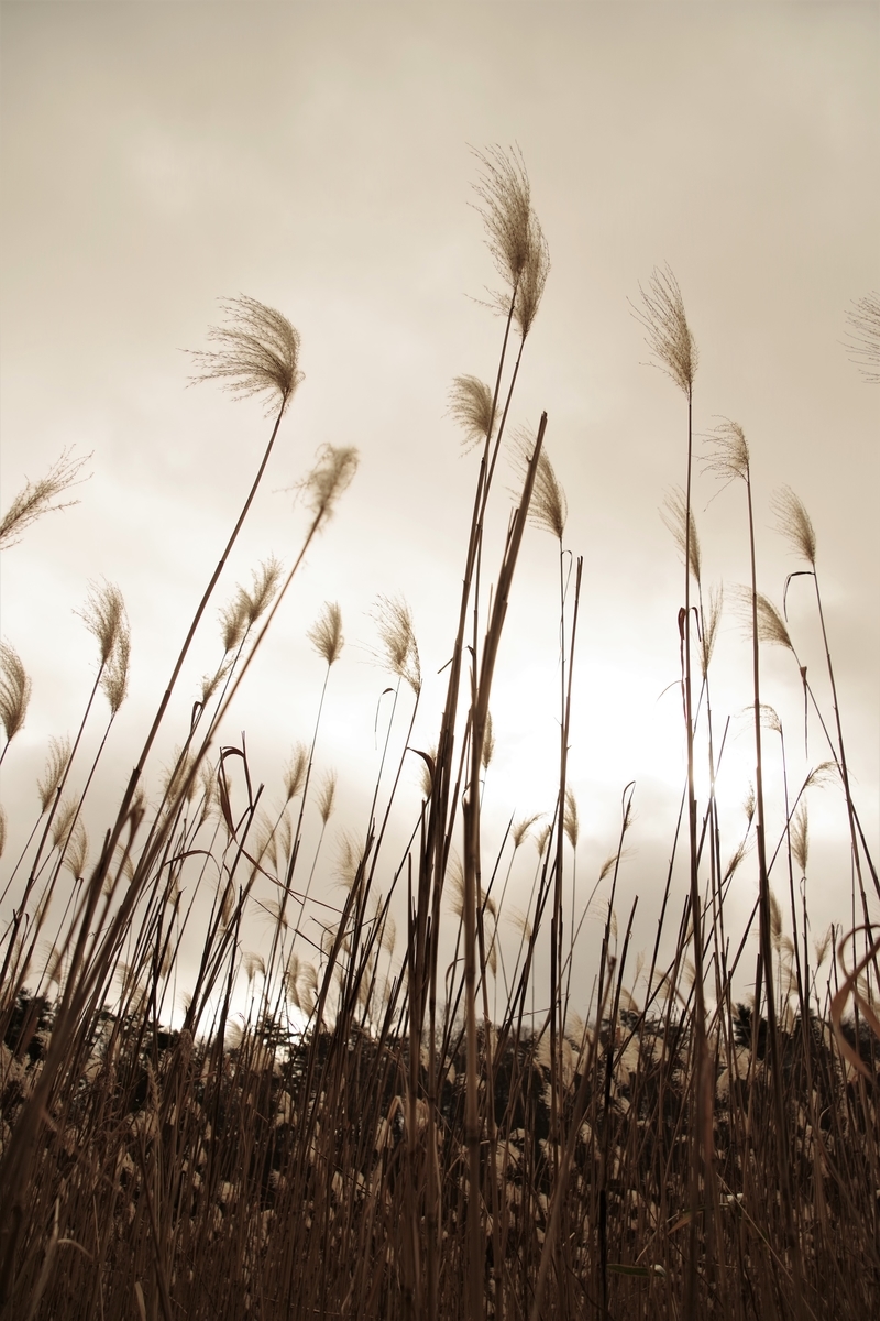 f:id:happy-ruw:20201214200658j:plain