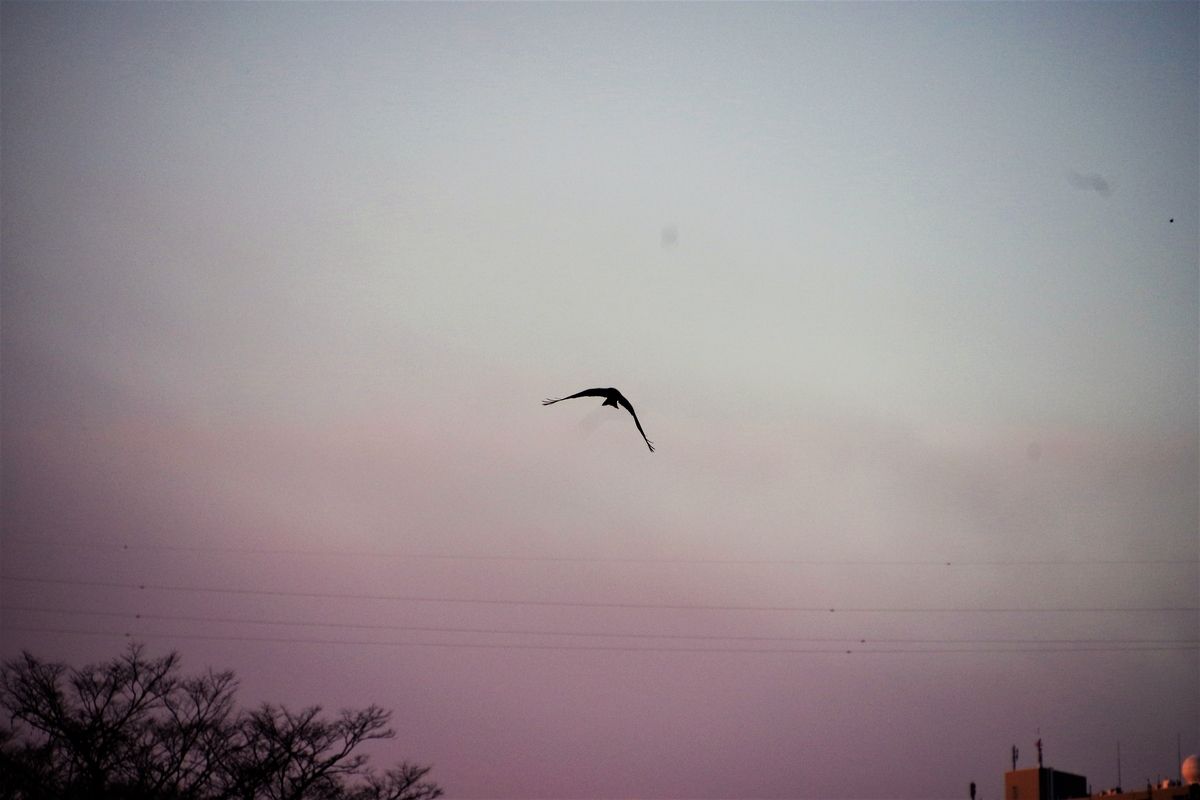 f:id:happy-ruw:20210111140728j:plain