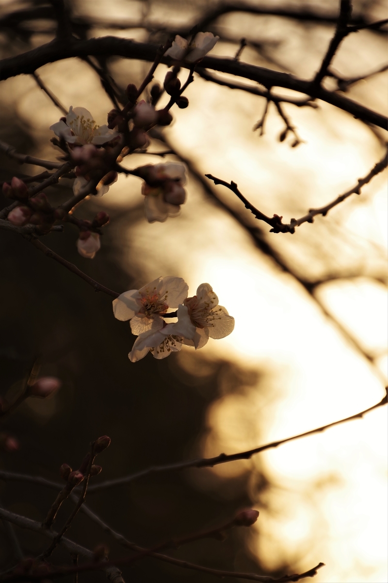 f:id:happy-ruw:20210301200927j:plain