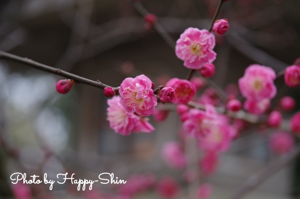 f:id:happy-shin-kyoto:20180225230429j:plain f:id:happy-shin-kyoto:20180225230429j:plain