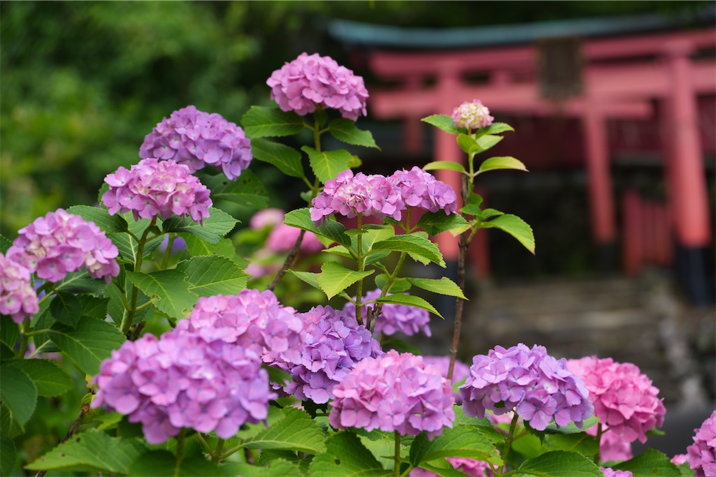 f:id:happy-shin-kyoto:20260625234404j:image