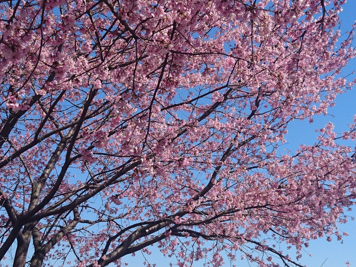 安行寒桜