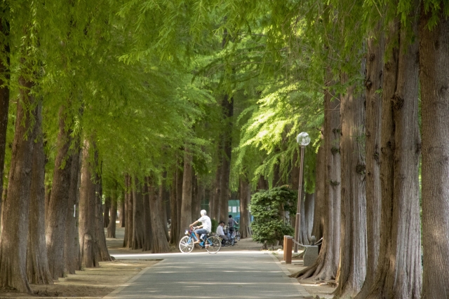 別所沼公園メタセコイア