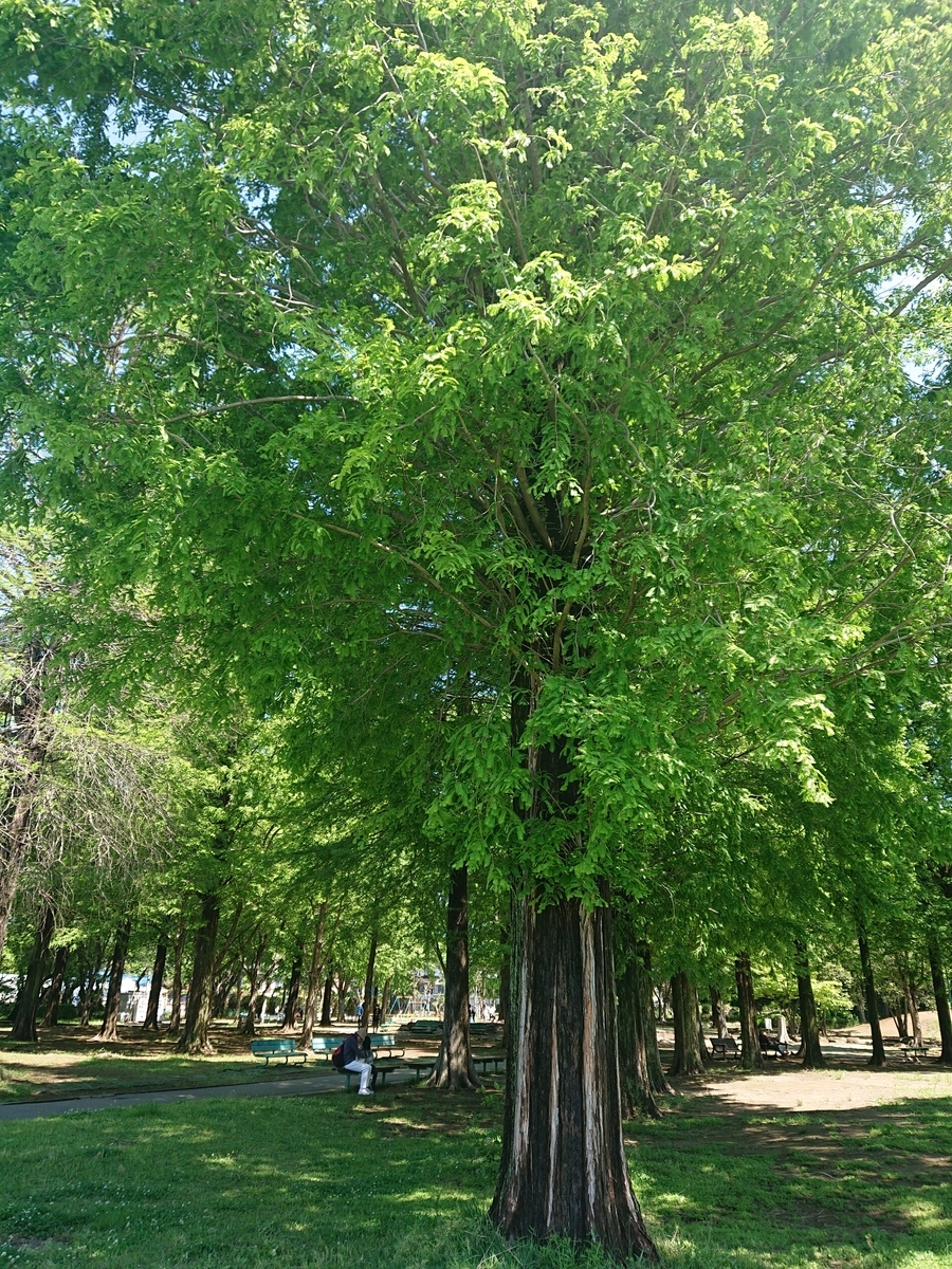 大崎公園メタセコイア