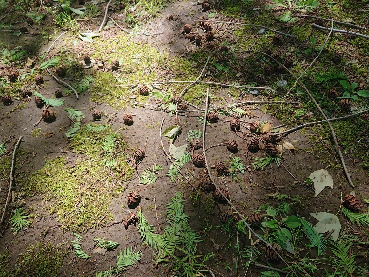 大崎公園メタセコイア