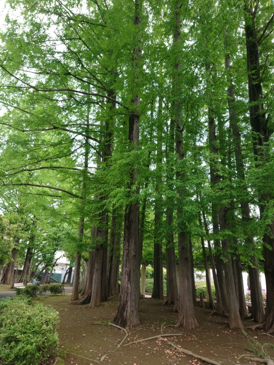 駒場運動公園メタセコイア