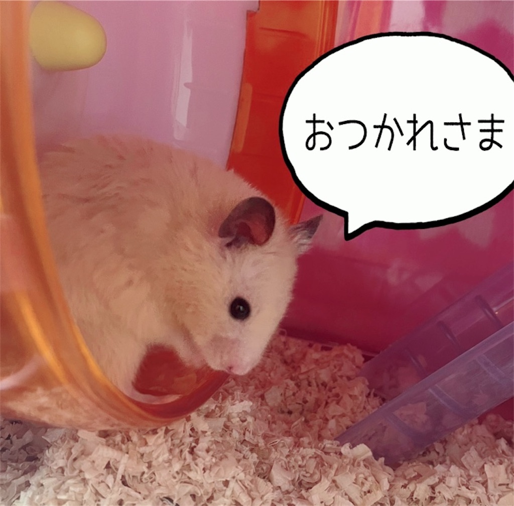 ゴールデンハムスターとは 動植物の人気 最新記事を集めました はてな ゴールデンハムスターとは 動植物の人気 最新記事を集めました はてな
