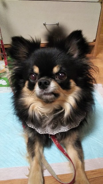 f:id:happy7kun:20201028221735j:plain