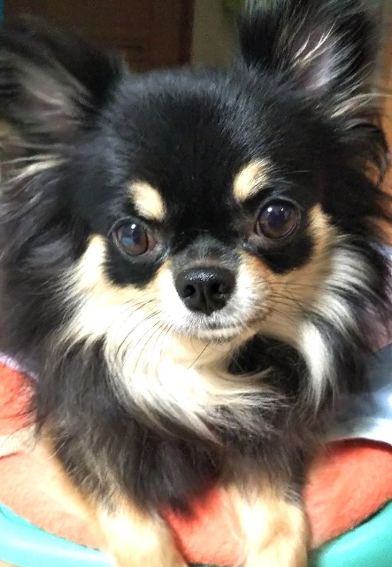 f:id:happy7kun:20201204100835j:plain