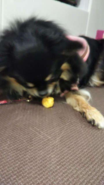 f:id:happy7kun:20201204100933j:plain