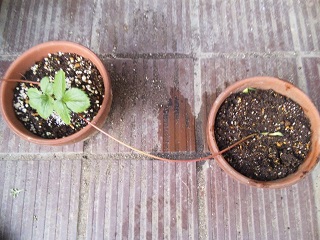 f:id:happy813:20171027161425j:plain