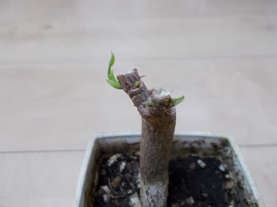 10日後のパキラ