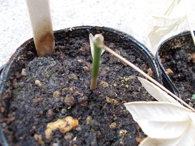 パキラのさし芽