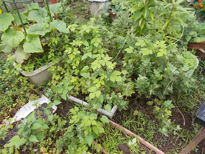 雑草その２