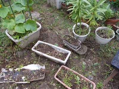 雑草その２抜いた後