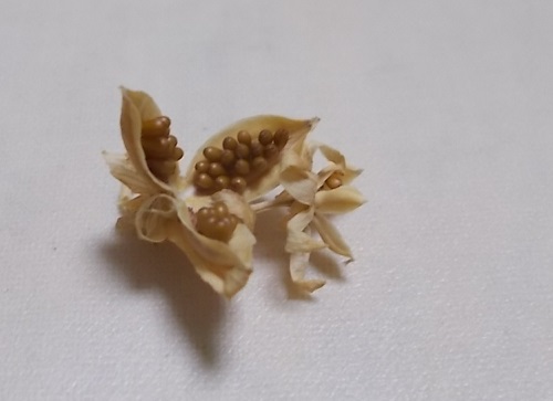 パンジーの種自家採取