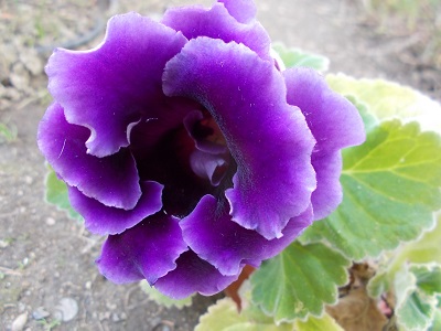 最近の庭 グロキシニア ペチュニア パンジーなど 毎日ちょこっと